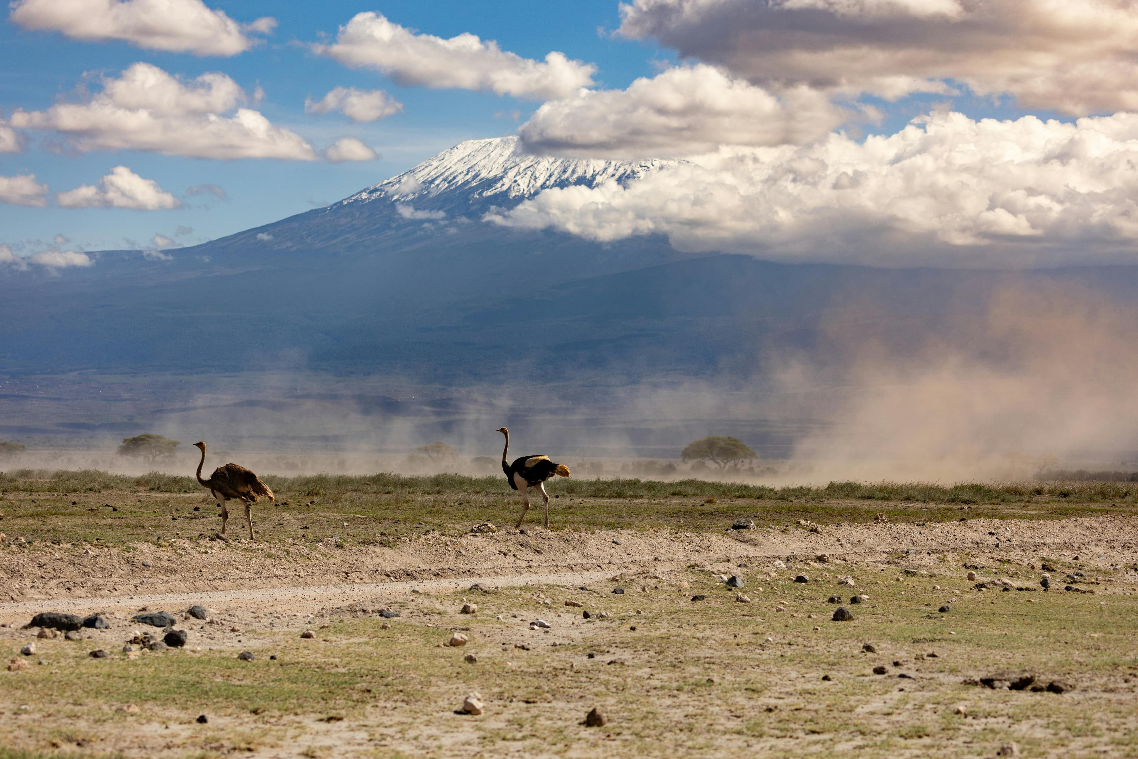 Lemosho Route 8-Day Kilimanjaro Itinerary: Day-by-Day Guide